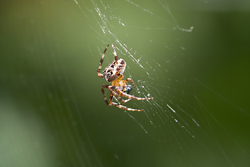 Image showing Spider