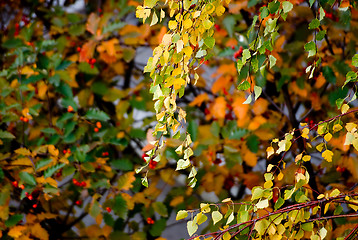 Image showing Foliage