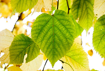 Image showing Foliage