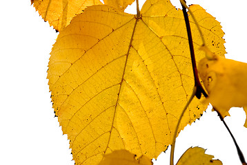 Image showing Yellow foliage