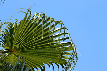 Image showing Palmtree leaves isolated on blue