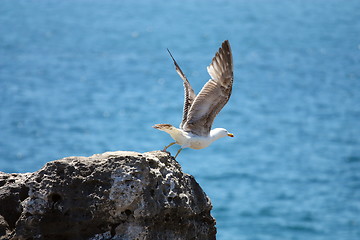 Image showing Seagull about to fly off the cliff