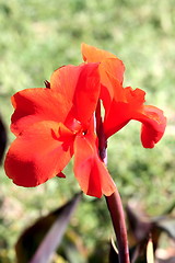 Image showing Red flower