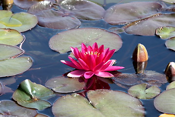 Image showing Lotus flower