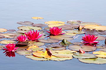 Image showing Beautiful water lily