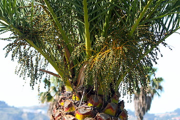 Image showing Palm tree detail