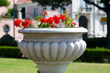 Image showing beautiful red flowers in  pot