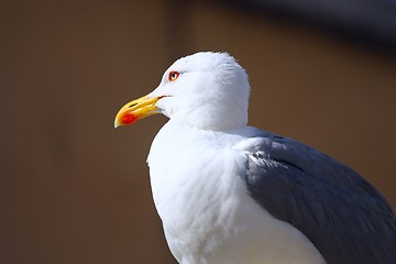 Image showing Seagull portrait