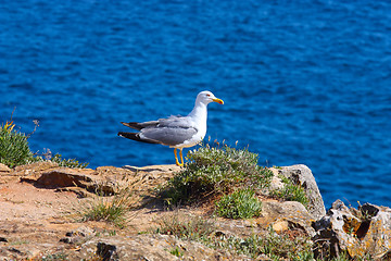 Image showing A proud seagull sitting in the sun 