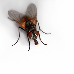 Image showing fly