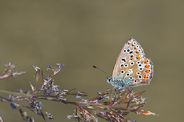 Image showing butterfly