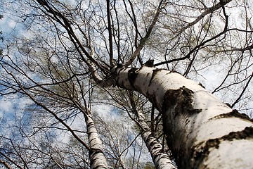 Image showing A birch