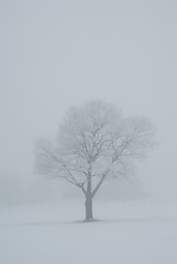 Image showing Tree in the mist