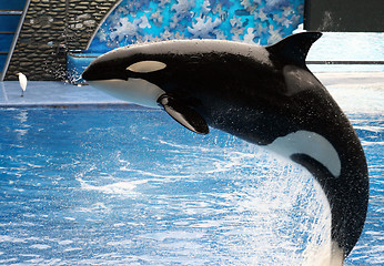 Image showing Killer Whale