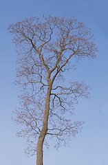 Image showing Bare tree in spring