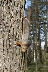 Image showing Squirrel on a tree