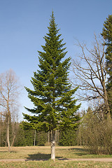 Image showing Fir-tree