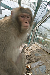Image showing Monkey in zoo