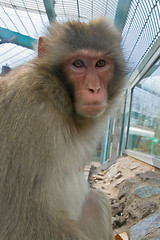 Image showing Monkey in a zoo