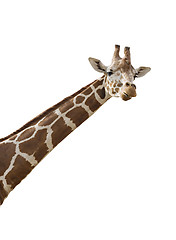 Image showing Giraffe