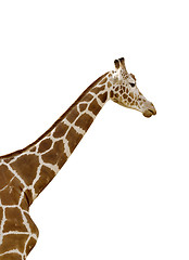 Image showing Giraffe