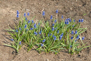 Image showing Grape hyacinths