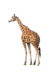 Image showing Giraffe