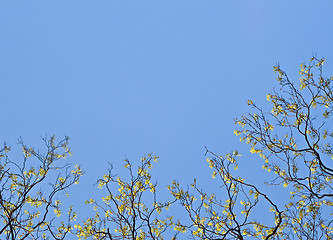 Image showing Spring tree border