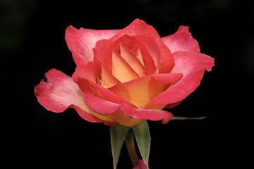 Image showing Red Rose