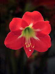 Image showing Amaryllis