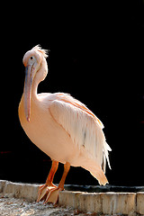 Image showing Pelican