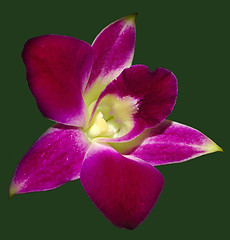 Image showing Pink Orchid