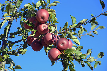 Image showing An apple tree