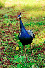 Image showing Peacock