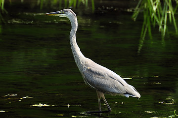 Image showing Great Blue Heron