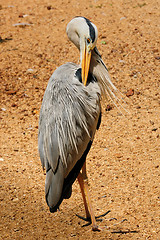 Image showing Grey Heron