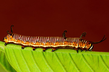 Image showing Catepillar