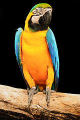 Image showing Macaw