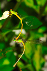 Image showing Dragonflies