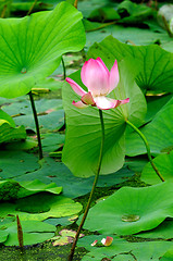 Image showing Lotus