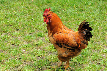 Image showing Rooster