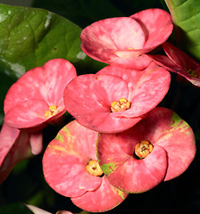 Image showing euphorbia