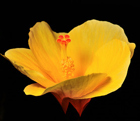 Image showing Yellow Hibiscus