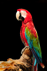 Image showing Macaw