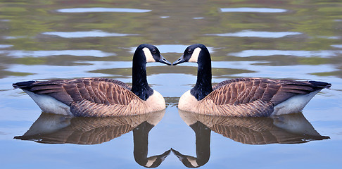 Image showing Love Birds