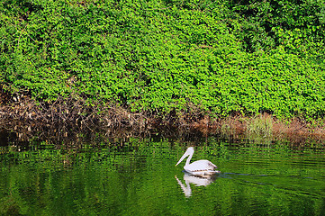 Image showing Pelican