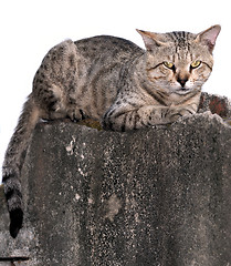 Image showing CAt on the wall