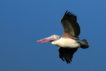 Image showing Pelican in Flight