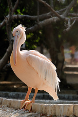 Image showing Pelican