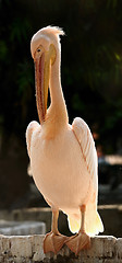 Image showing White Pelican